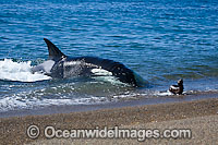 Orca attacking sea lion on shore Photo - Chantal Henderson