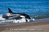 Orca attacking sea lion on shore Photo - Chantal Henderson