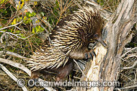Short-beaked Echidna foraging for termites Photo - Rudie Kuiter