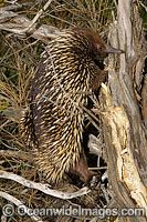 Echidna looking for termites Photo - Rudie Kuiter