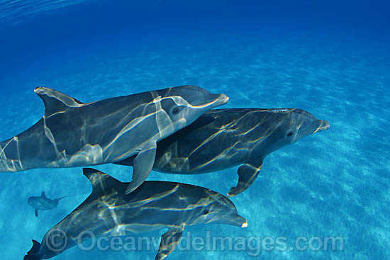 Bottlenose Dolphin photo Bottlenose Dolphin photo