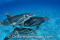 Bottlenose Dolphin Photo - David Fleetham