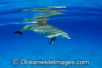 Bottlenose Dolphin Photo - David Fleetham