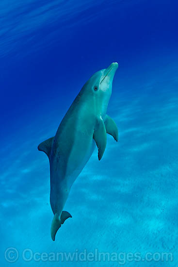 Bottlenose Dolphin photo Bottlenose Dolphin photo