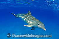 Bottlenose Dolphin Photo - David Fleetham