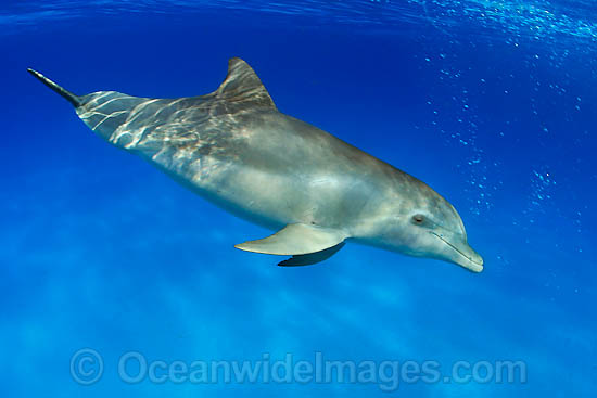 Bottlenose Dolphin photo Bottlenose Dolphin photo