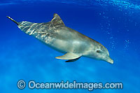 Bottlenose Dolphin Photo - David Fleetham