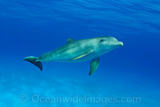 Bottlenose Dolphin photo Bottlenose Dolphin photo