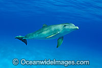 Bottlenose Dolphin Photo - David Fleetham