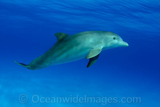 Bottlenose Dolphin photo Bottlenose Dolphin photo