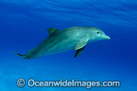 Bottlenose Dolphin Photo - David Fleetham