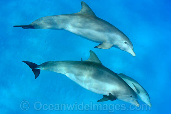 Bottlenose Dolphin photo Bottlenose Dolphin photo