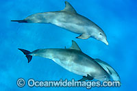 Bottlenose Dolphin Photo - David Fleetham