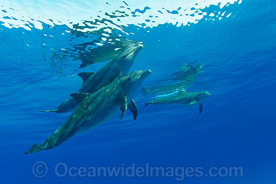 Bottlenose Dolphin photo Bottlenose Dolphin photo