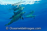 Bottlenose Dolphin Photo - David Fleetham