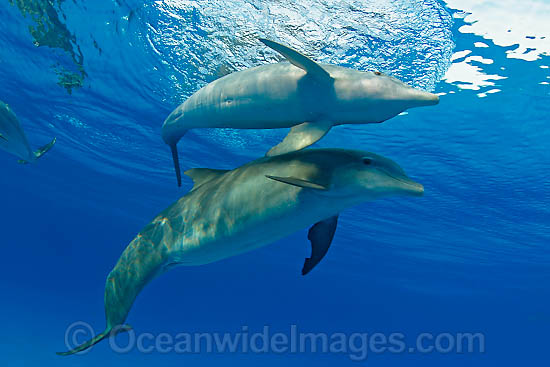 Bottlenose Dolphin photo Bottlenose Dolphin photo