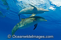 Bottlenose Dolphin Photo - David Fleetham