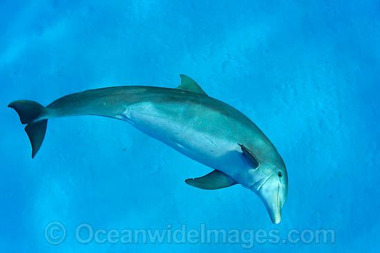 Bottlenose Dolphin photo Bottlenose Dolphin photo