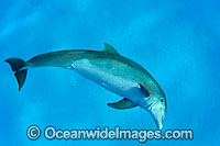 Bottlenose Dolphin Photo - David Fleetham