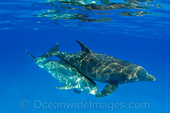 Bottlenose Dolphin photo Bottlenose Dolphin photo