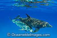 Bottlenose Dolphin Photo - David Fleetham