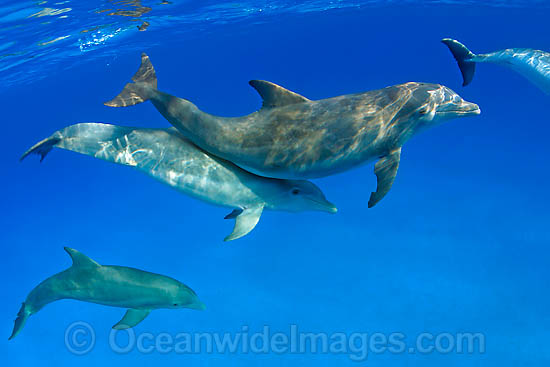 Bottlenose Dolphin photo Bottlenose Dolphin photo