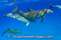 Bottlenose Dolphin Photo - David Fleetham