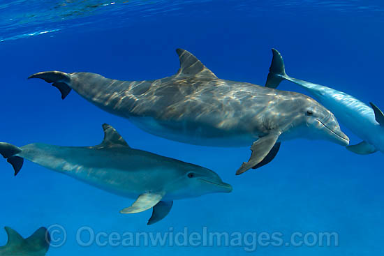 Bottlenose Dolphin photo Bottlenose Dolphin photo