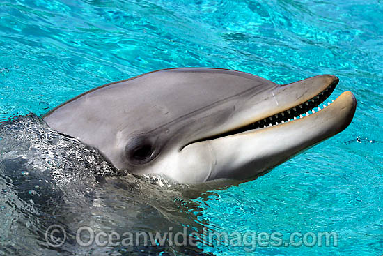 Bottlenose Dolphin photo Bottlenose Dolphin photo