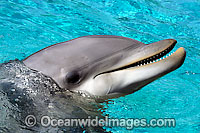 Bottlenose Dolphin Photo - David Fleetham
