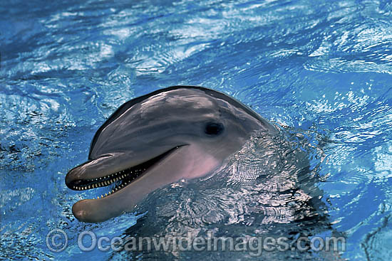 Bottlenose Dolphin photo Bottlenose Dolphin photo