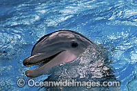Bottlenose Dolphin Photo - David Fleetham
