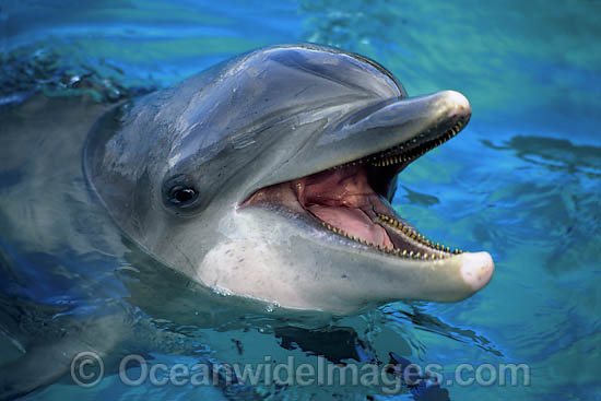 Bottlenose Dolphin photo Bottlenose Dolphin photo