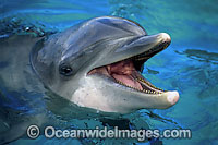 Bottlenose Dolphin Photo - David Fleetham