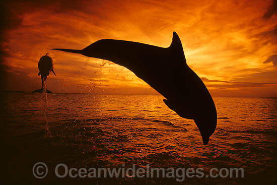 Bottlenose Dolphin leaping photo Bottlenose Dolphin leaping photo