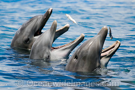 Bottlenose Dolphin photo Bottlenose Dolphin photo