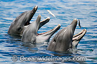 Bottlenose Dolphin Photo - David Fleetham