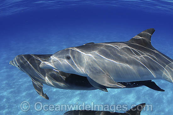 Bottlenose Dolphin photo Bottlenose Dolphin photo