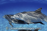 Bottlenose Dolphin Photo - David Fleetham