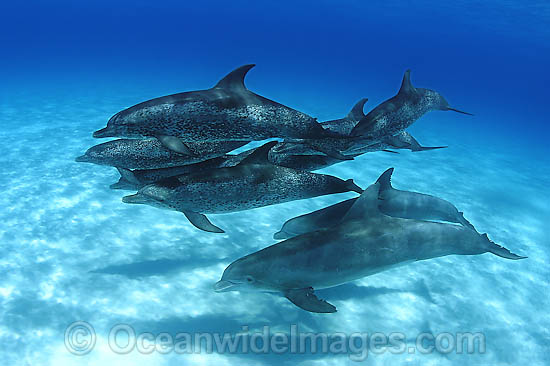 Bottlenose Dolphin photo Bottlenose Dolphin photo