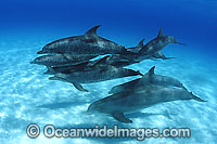 Bottlenose Dolphin Photo - David Fleetham