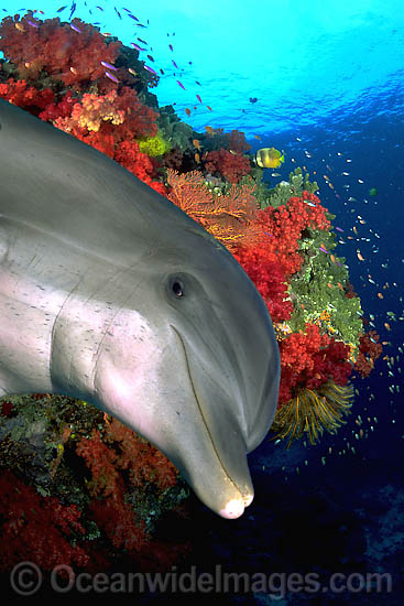 Reef and Bottlenose Dolphin photo Reef and Bottlenose Dolphin photo