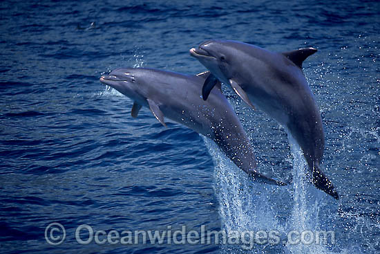 Bottlenose Dolphin breaching photo Bottlenose Dolphin breaching photo