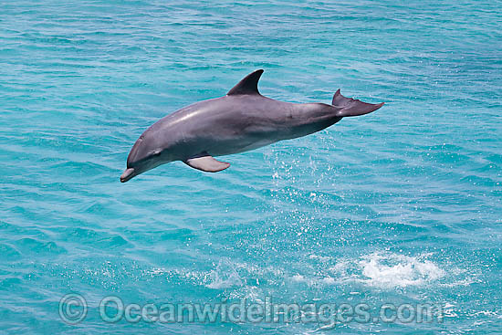 Bottlenose Dolphin breaching photo Bottlenose Dolphin breaching photo