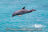 Bottlenose Dolphin breaching Photo - David Fleetham