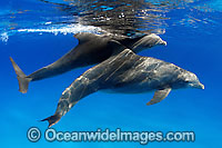 Bottlenose Dolphin pregnant female Photo - David Fleetham