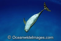 Bottlenose Dolphin pregnant female Photo - David Fleetham