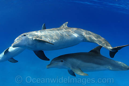 Bottlenose Dolphin pregnant female photo Bottlenose Dolphin pregnant female photo