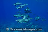 Spinner Dolphin Stenella longirostris Photo - David Fleetham