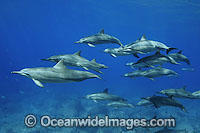 Spinner Dolphin Stenella longirostris Photo - David Fleetham